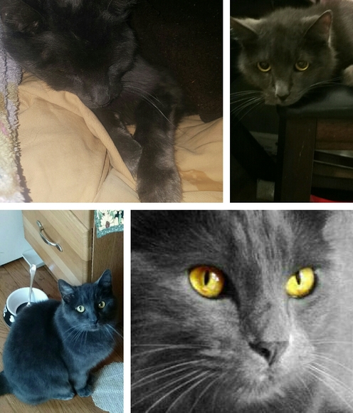 Meet your Posher, Lisa - Picture 6 of 11